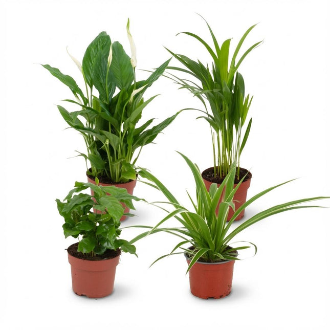 Luftreinigende Zimmerpflanzen – Pflanzkasten – ↕30–40 cm – Ø12 cm