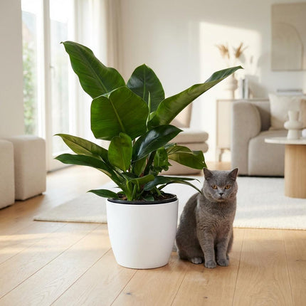 Philodendron Imperial Green - met witte pot - ↕65cm - Ø19cm
