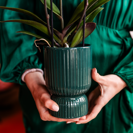 Kolibri Orchids | Oudroze Treviso orchidee + groene Diabolo sierpot | potmaat Ø9cm | bloeiende kamerplant incl. watergeeflont