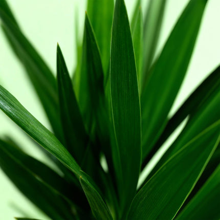 Yucca Elephantipes - ↕120cm - Ø19cm - 2x