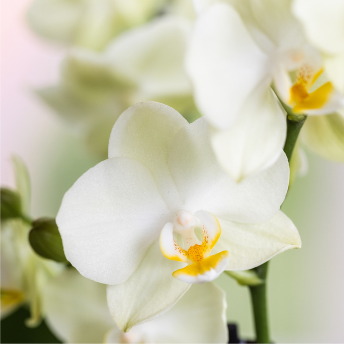 Kolibri Orchids | Giftset Bloom Sand | Witte Lausanne orchidee Ø9cm + groene plant Ø6cm – incl. keramieke sierpotten & wit dienblad – vers van de kweker