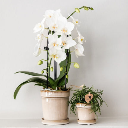 Kolibri Orchids | Combi Deal - 2 Witte Phalaenopsis Orchideeën Niagara Fall White - Ø9 cm