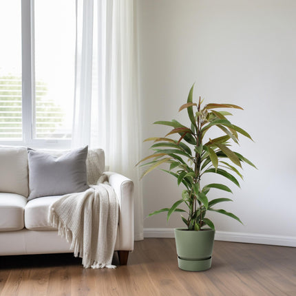 Ficus Binnendijkii Amstel King - ↕70cm - Ø17cm