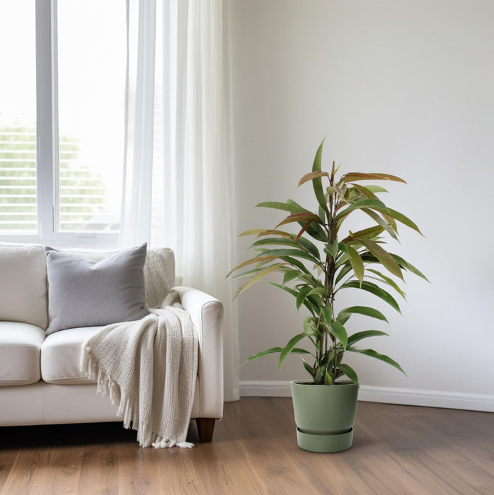 Ficus Binnendijkii Amstel King - ↕70cm - Ø17cm