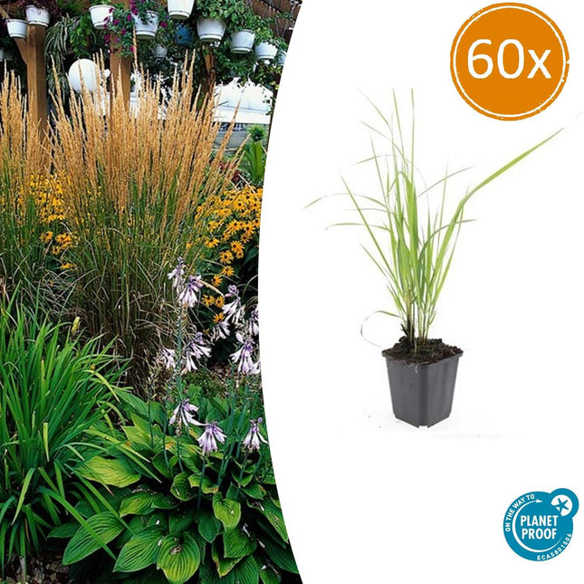 Calamagrostis Acutiflora 'Karl Foerster' - Caña de avestruz - ↕10-25cm - Ø9cm - 60x