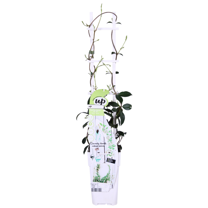Trachelospermum 'Star of Venice' - Toscaanse Jasmijn Wit - ↕65cm - Ø15cm