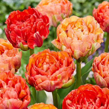 96x Tulipa Gudoshnik Double - Bloembollen - Gevuldbloemige tulp Gudoshnik - Diversen - Voorjaarsbloeier - Bolmaat 11/12