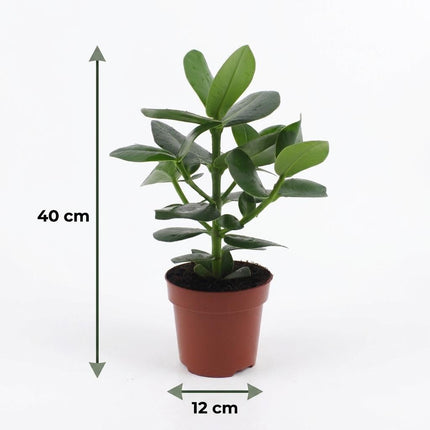 Clusia Princess - met Potter Grijs - Pot 12cm - Hoogte - 40cm