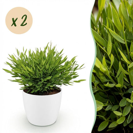 Bamusa Pogonatherum Monica - Bamboo grass - with white plant pots - ↕20cm - Ø12cm - 2x