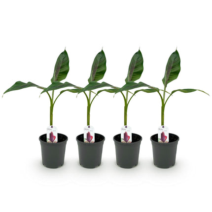 Banana plant - Musa sikkemensis Red Tiger - ↕40cm - Ø17cm - 4x