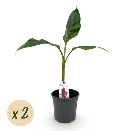Banana plant - Musa sikkemensis Red Tiger - ↕40cm - Ø17cm - 2x