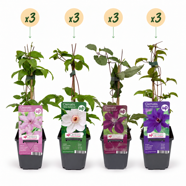 Clematis Rainbow - Bosrank 12x - Paars - Rood - Roze - Wit - Klimplant - Ø9cm - ↕35cm