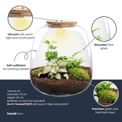 Terrario de plantas - Emma - kit de bricolaje - ↑ 25 cm - Ø 23 cm - Hedera Rosa