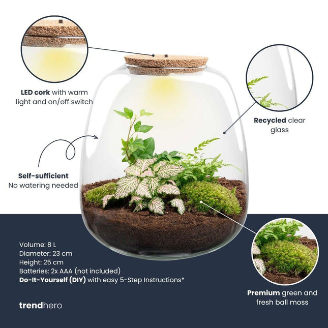 Terrario de plantas - Emma - kit de bricolaje - ↑ 25 cm - Ø 23 cm - Hedera Rosa