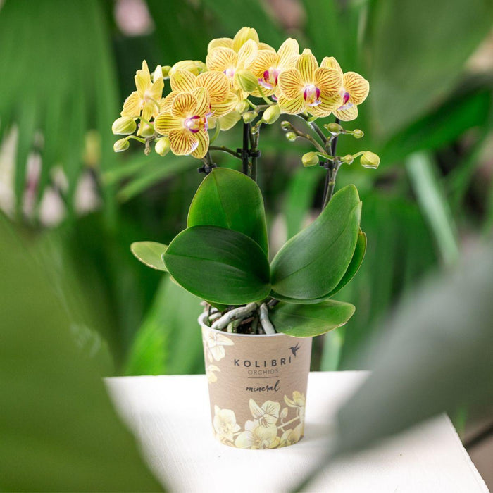 Gele Phalaenopsis orchidee - Lima - potmaat Ø9cm | bloeiende kamerplant
