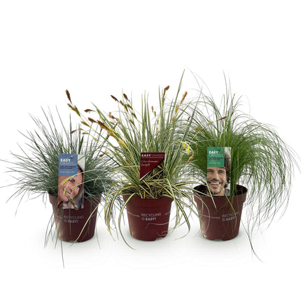Ornamental grasses - Blue - Yellow - Green - ↕50cm - Ø17cm - 3x