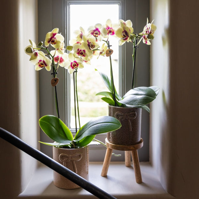 Kolibri Orchids | Combi Deal - 2 Geel-Rode Phalaenopsis Orchideeën Diamond Uruguay - Ø9 cm