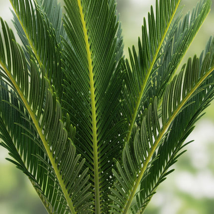 Cycas revoluta - Palm fern - ↕45cm - Ø14cm
