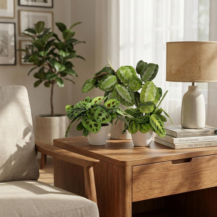 Marantha Silverband, Marantha Lemon Lime Marantha Kerchoveana - Gebedsplant - met witte plantenpotten - ↕25cm - Ø12cm - 3x