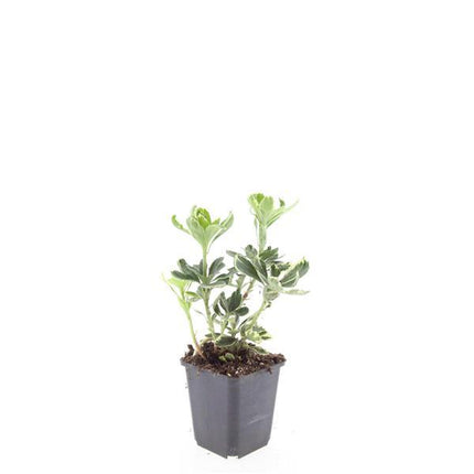 Pachysandra term. 'Variegata' - ↕10-25cm - Ø9cm - 48x