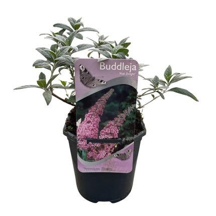 Arbusto de mariposas - Buddleja davidii Pink Delight - Flor rosa - ↕25cm - Ø17cm - 1x