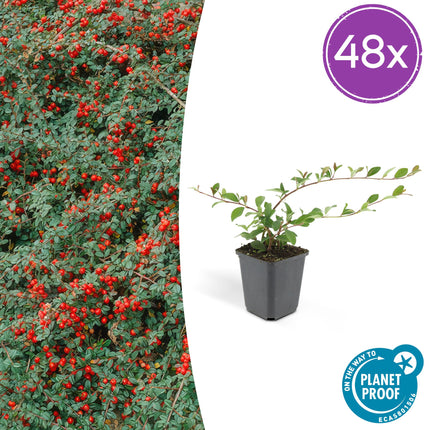 Cotoneaster dammeri 'Major' - Dwergmispel - ↕25cm - Ø9cm - 48x