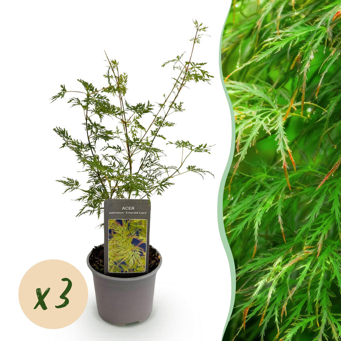 Japansk Ahorn - Acer Palmatum Emerald Lace - Grøn - ↕35cm - Ø12cm - 3x