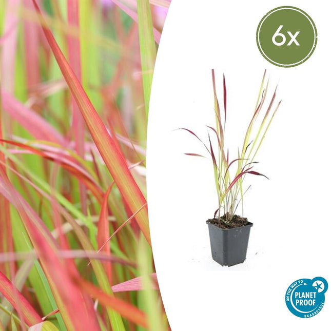 Imperata cylindrica 'Red Baron' - Herbe de sang japonaise - ↕10-25cm - Ø9cm - 6x