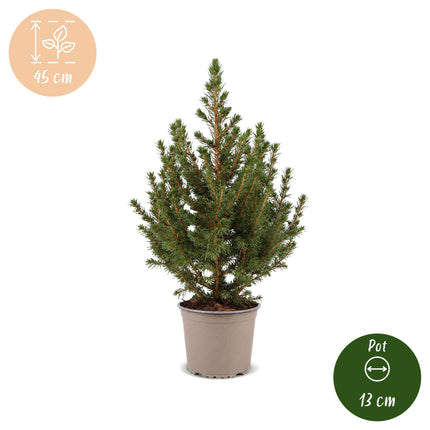2x Picea glauca Conica - Kegelspar - Groen - Kerstboom - Ø13cm - ↕45cm