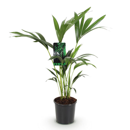 Howea Forsteriana - Kentia-palme - ↕70-75cm - Ø17cm