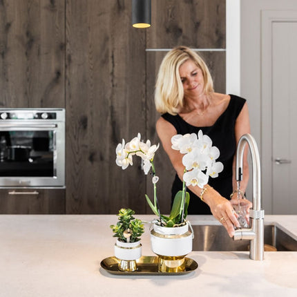 Kolibri Orchids | Gift Set Le Chic Goud - Witte Phalaenopsis Orchidee Mineral Amabilis & Succulent