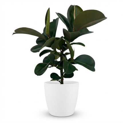 Ficus Elastica Cloe - Rubberplant - met witte pot - ↕65cm - Ø19cm