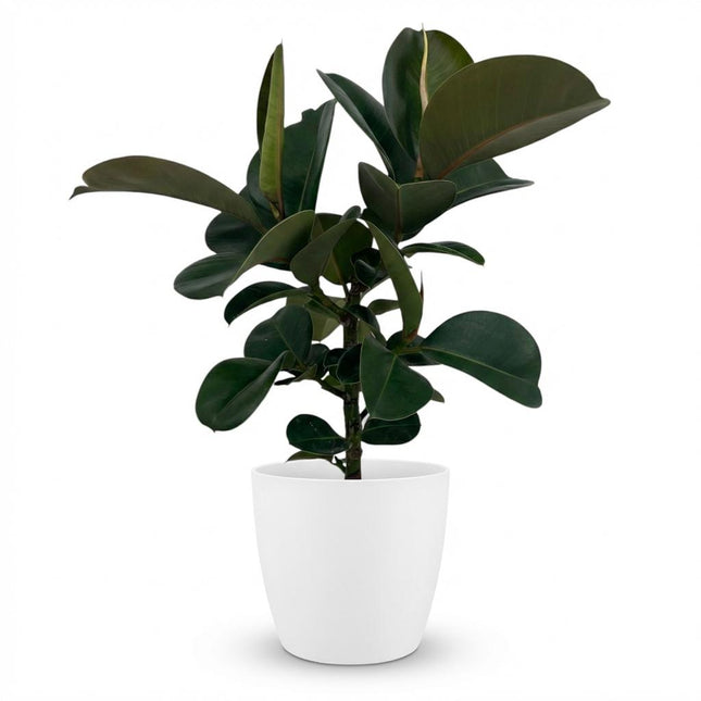 Ficus Elastica Cloe - Rubberplant - met witte pot - ↕65cm - Ø19cm