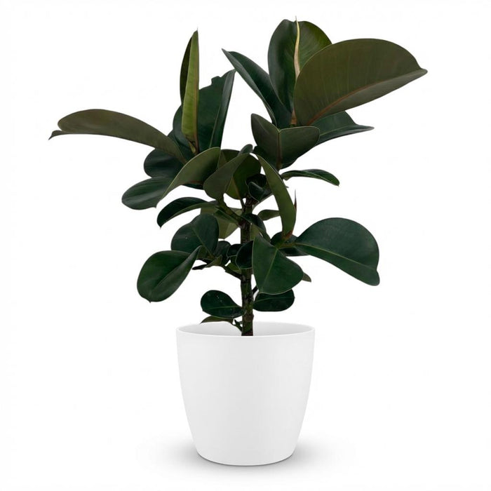 Ficus Elastica Cloe - Rubberplant - met witte pot - ↕65cm - Ø19cm