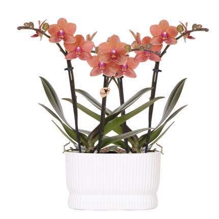 Kolibri Orchids | Kit d'orchidées Diabolo Twin White | deux orchidées Bolzano orange Ø9cm