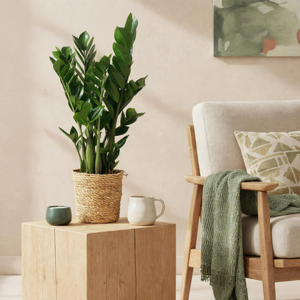 Zamioculcas - Planta ZZ - con cesta - ↕65-75cm - Ø17cm
