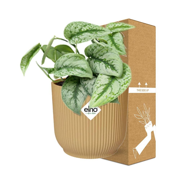 Scindapsus Pictus ‘Trebie’ in elho Vibes Fold Ø14cm geel