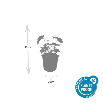 Anemone tomentosa  'Robustissima' - Herfstanemoon - ↕10-25cm - Ø9cm - 24x