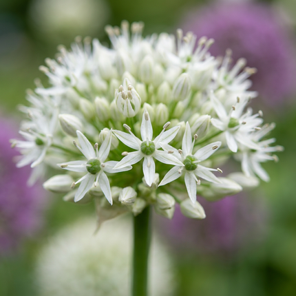 6x Allium Mount Everest - Bloembollen - Sierui - Wit - Zomerbloeier - Bolmaat 16/18