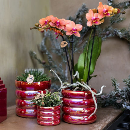 Kolibri Orchids | Plantenset Glow Rood - Rode Phalaenopsis Orchidee Blossom Congo & 2 Succulenten
