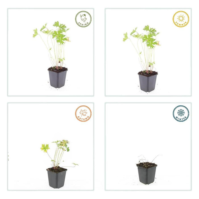 Geranium 'Johnson's Blue' - ↕10-25cm - Ø9cm - 40x