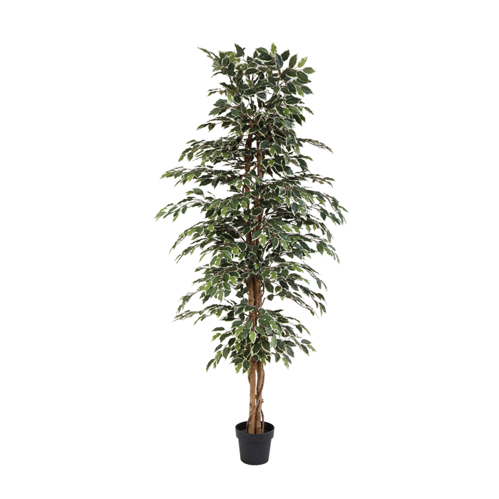Plante artificielle Ficus benjamina variegata - ↕205cm