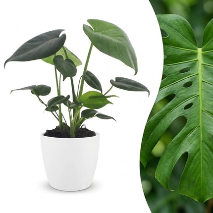 Monstera Deliciosa - Gatenplant - met Potter Wit - Pot 12cm - Hoogte - 30cm