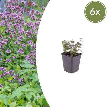 Origanum laevigatum 'Herrenhausen' - Merianplante - ↕10-25cm - Ø9cm - 6x