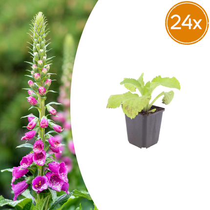 Vingerhoedskruid - Digitalis purpurea - ↕10-25cm - Ø9cm - 24x