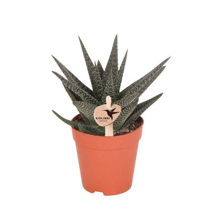 Haworthia Royal Highness - vetplant - Kolibri Greens - Ø9cm