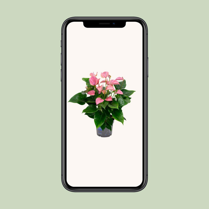 Anthurium Karma Joli - ↕55cm - Ø17cm