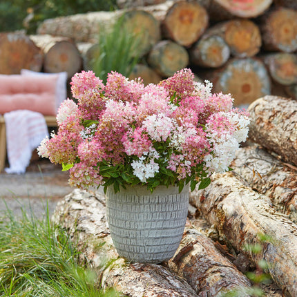 Hydrangea panniculata Groundbreaker Blush - Plume Hydrangea - Pink - ↕20-25cm - Ø14cm - 2x