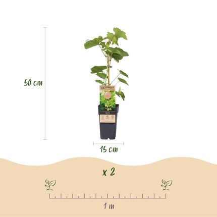 Vitis vinifera Himrod - White Grape - Seedless - ↕50cm - Ø15cm - 2x