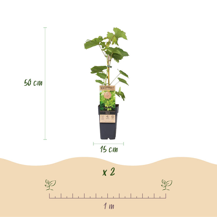 Fruitplant - Witte Druif -  Vitis vinifera Himrod - Pitloos - 2 planten - Pot 15cm Hoogte 50cm